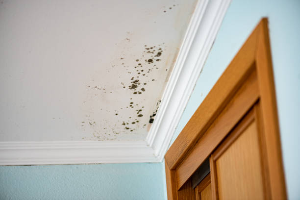 Best Toxic Mold Removal  in Cresskill, NJ