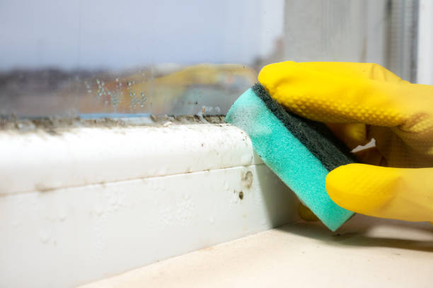 Best Mold Remediation  in Cresskill, NJ