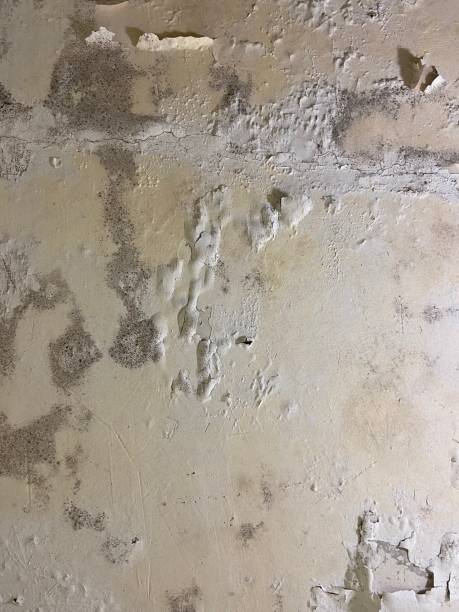 Best Commercial Mold Removal  in Cresskill, NJ