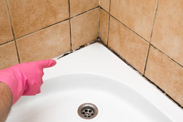 Best Mold Removal Company Near Me  in Cresskill, NJ
