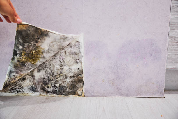 Best Black Mold Removal  in Cresskill, NJ